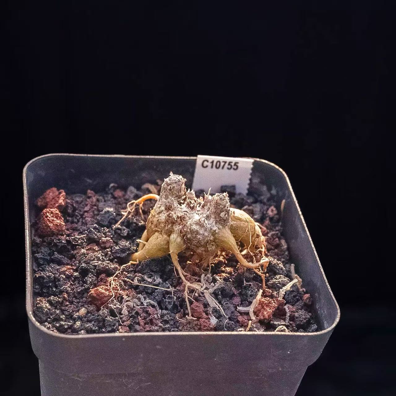 Phyllobolus resurgens - Image 3