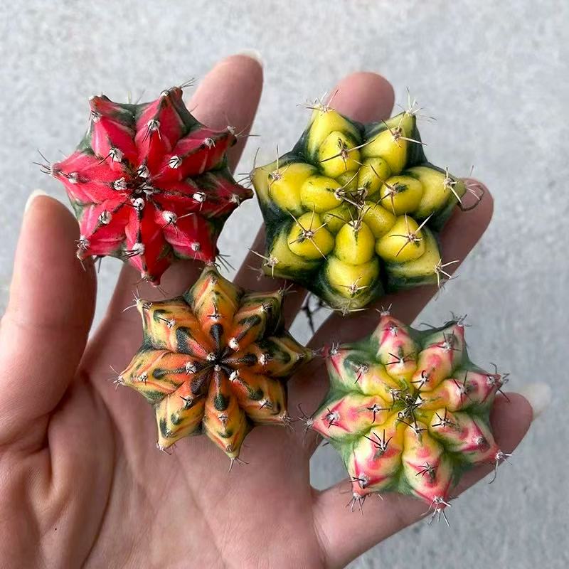 Gymnocalycium mihanovichii variegata