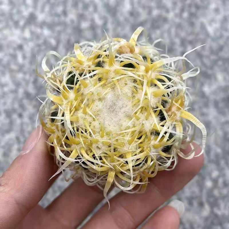 Echinocactus grusonii Hildm.    cereus pitajaya DC.