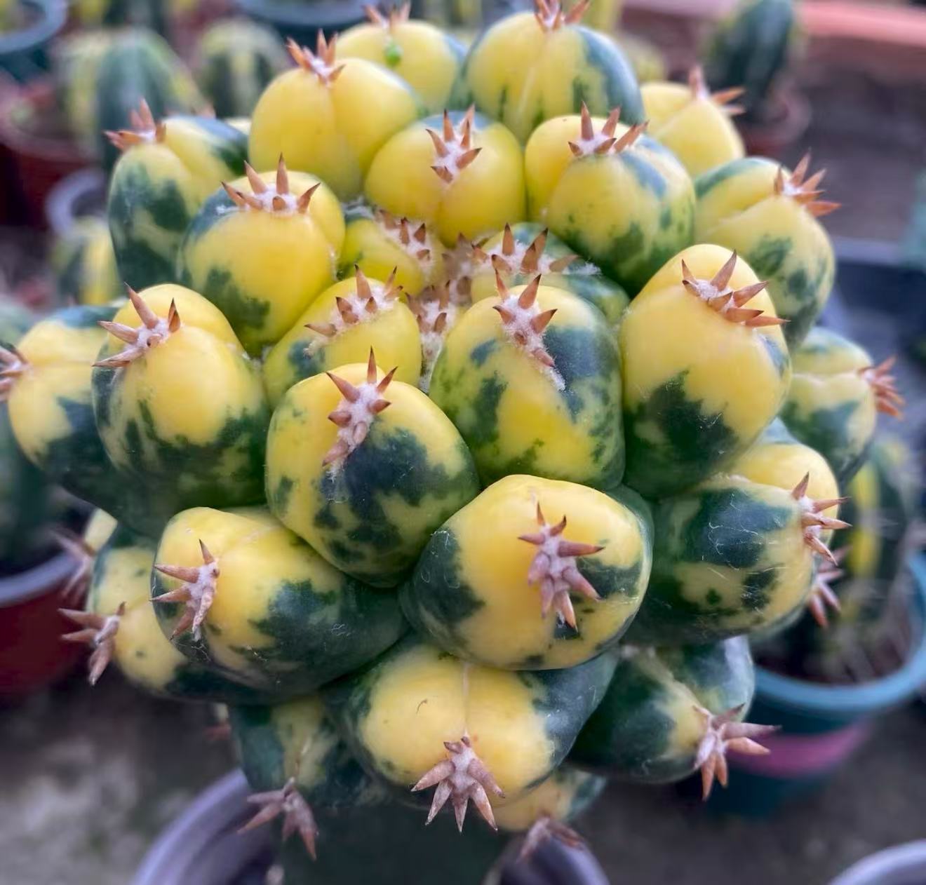 Coryphantha elephantidens variegata