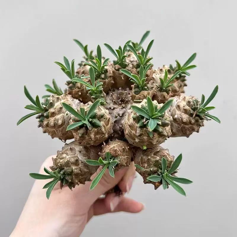 Euphorbia bupleurifolia Euphorbia Gabizan