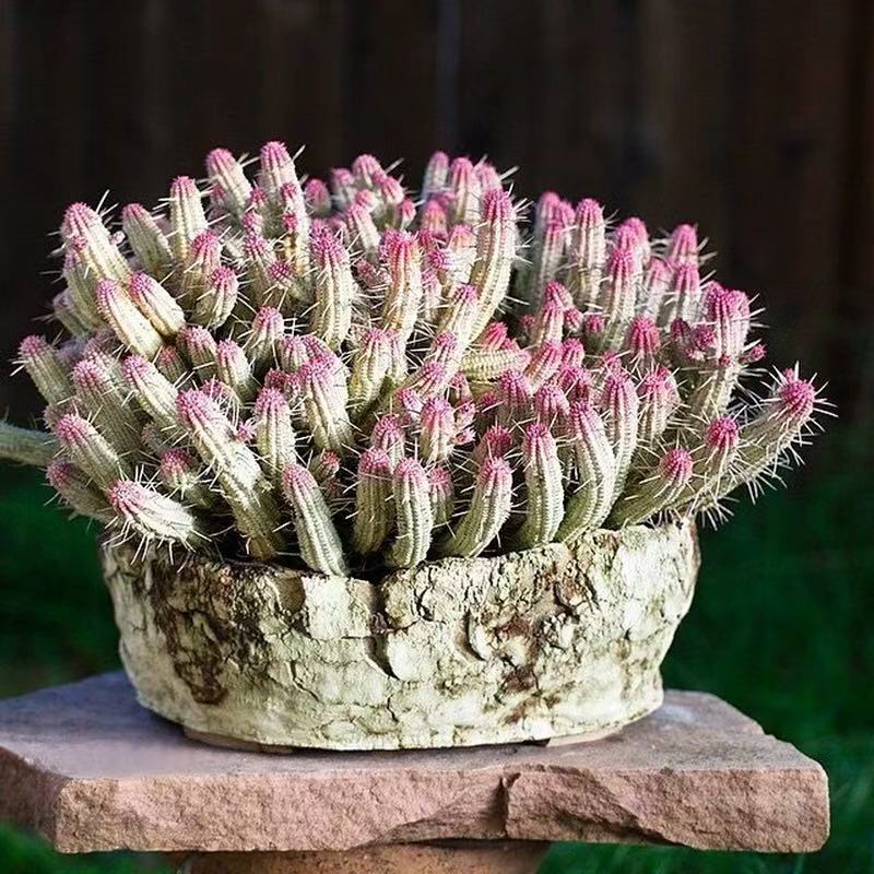 Euphorbia resinifera O.Berg