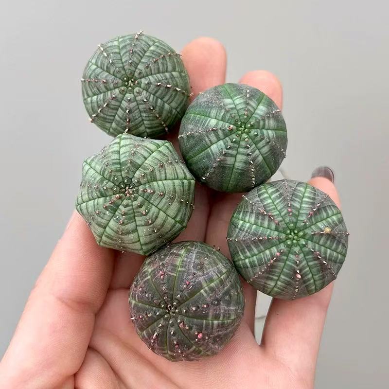 Euphorbia obesa Hook. f