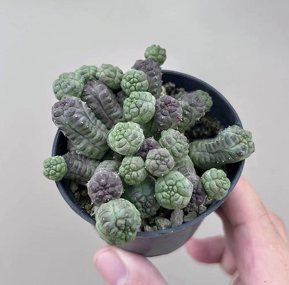 Euphorbia pseudoglobosa