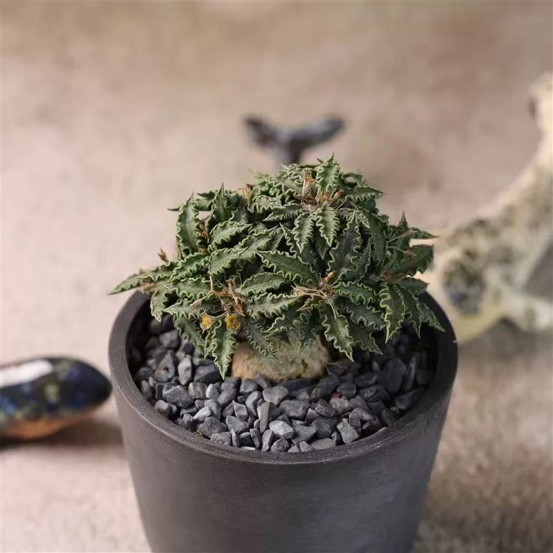 Euphporbia tulearensis