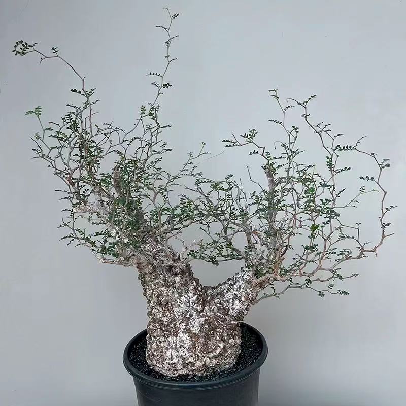 Operculicarya pachypus