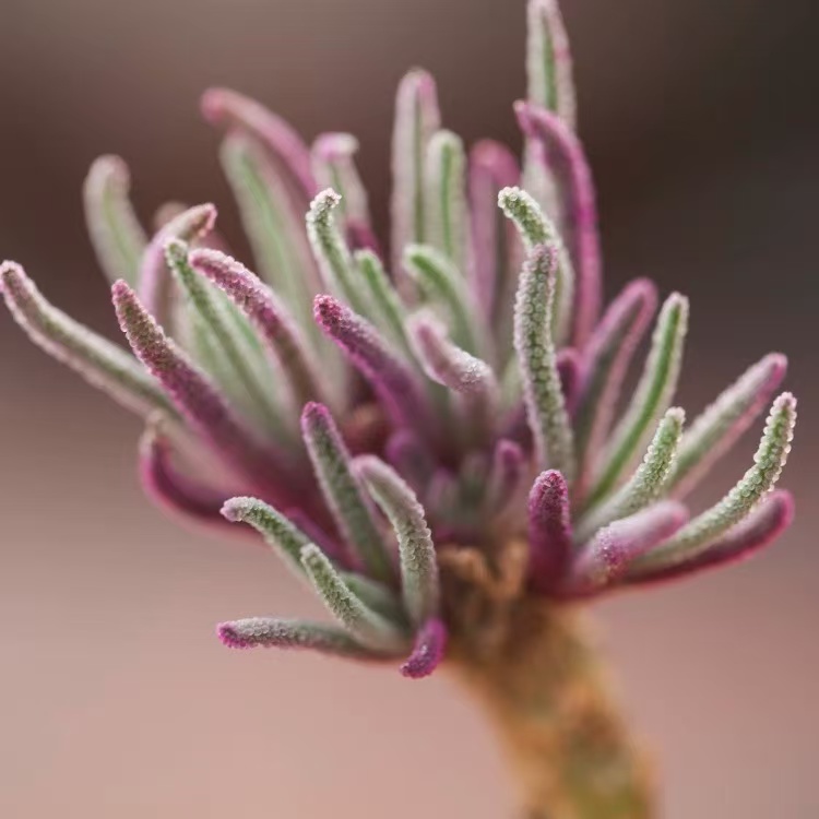 Phyllobolus resurgens