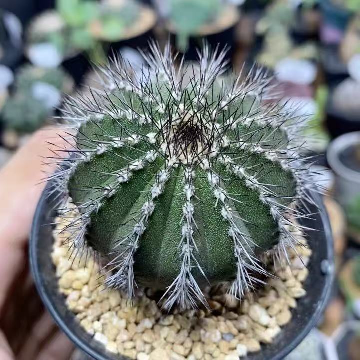 Uebelmannia pectinifera