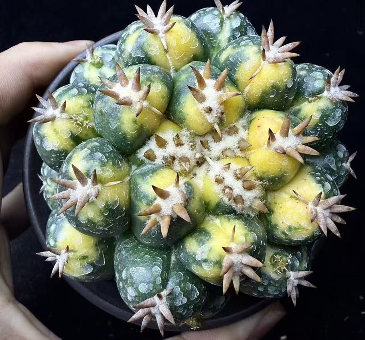 Coryphantha elephantidens cv. Tenshi