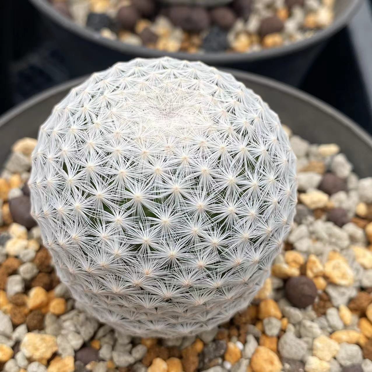 Mammillaria herrerae Werderm.