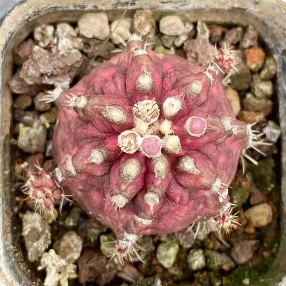 Echinocereus Maritimus