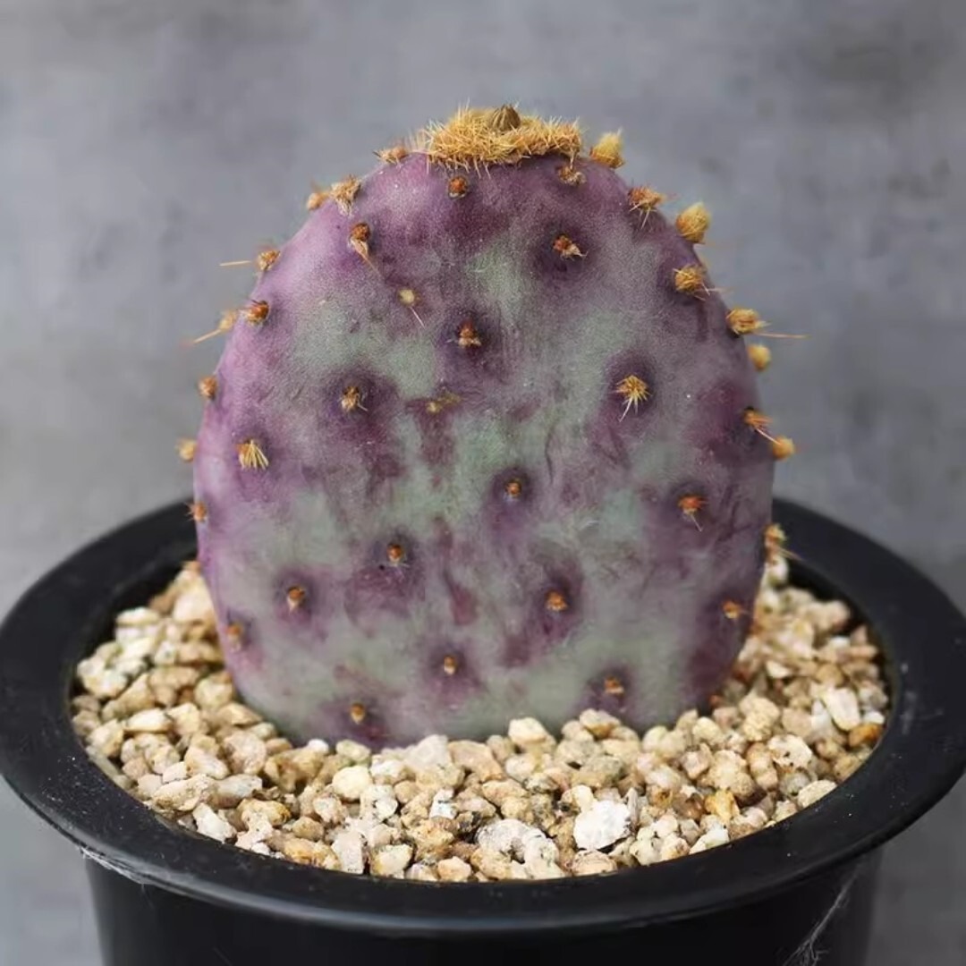 Opuntia santa-rita