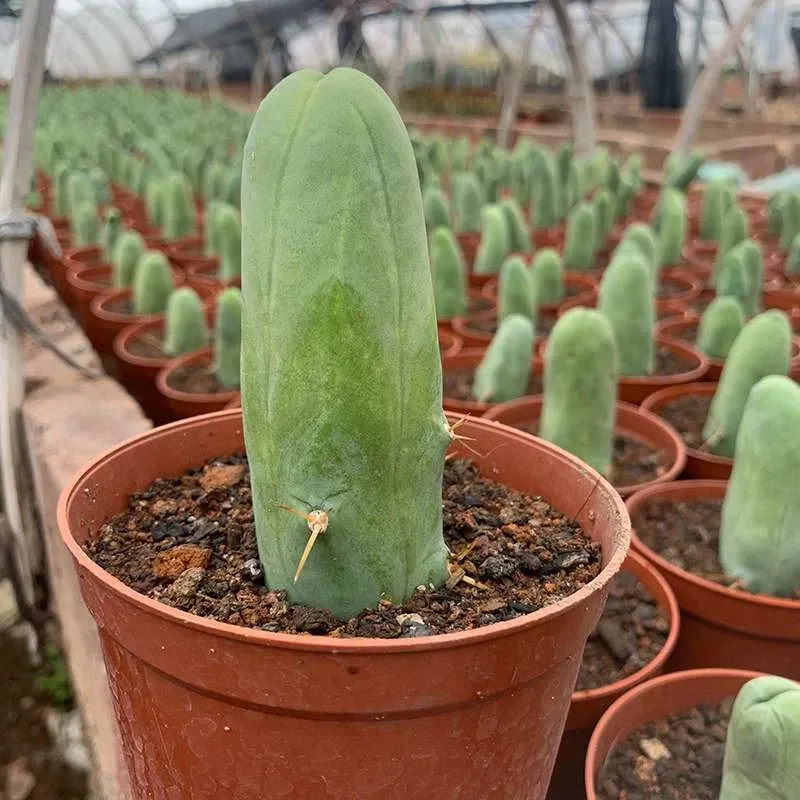 Eulychnia Castanea - Image 12