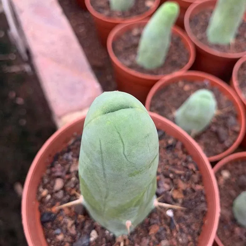 Eulychnia Castanea - Image 11