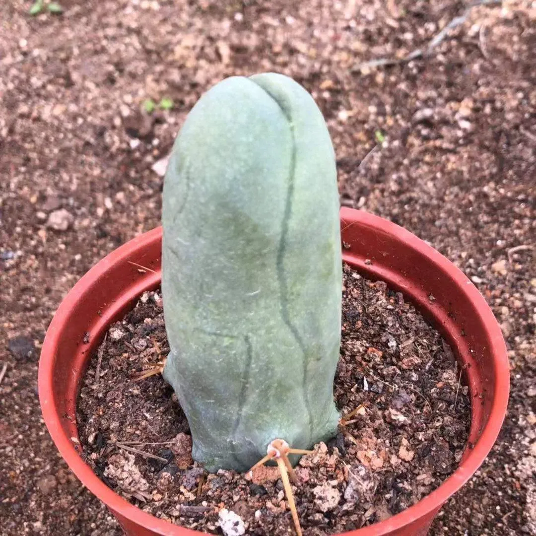 Eulychnia Castanea - Image 10