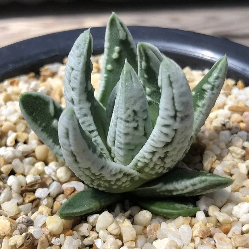 Haworthia Kingiana Hybrid