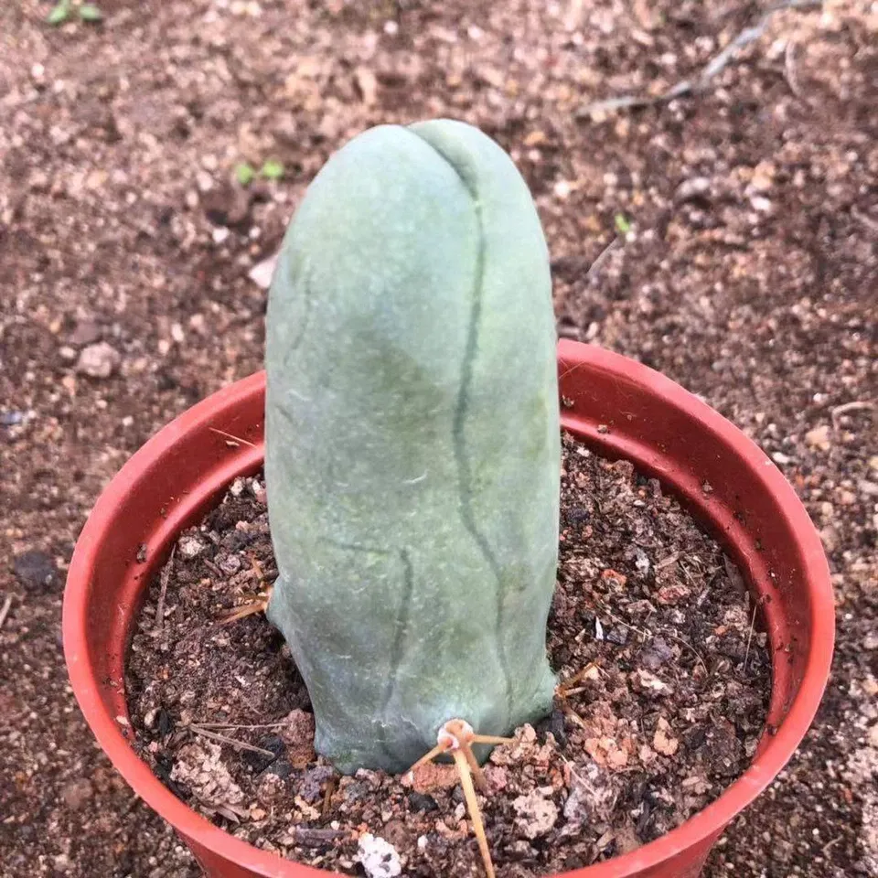 Eulychnia Castanea - Image 9