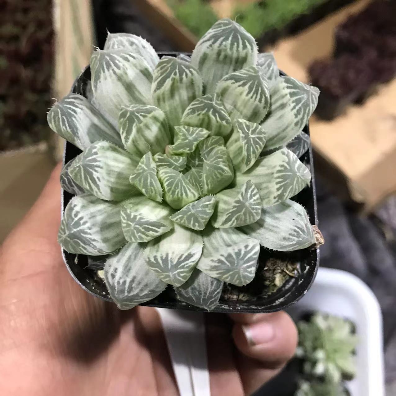 Haworthia Variegata Obtusa