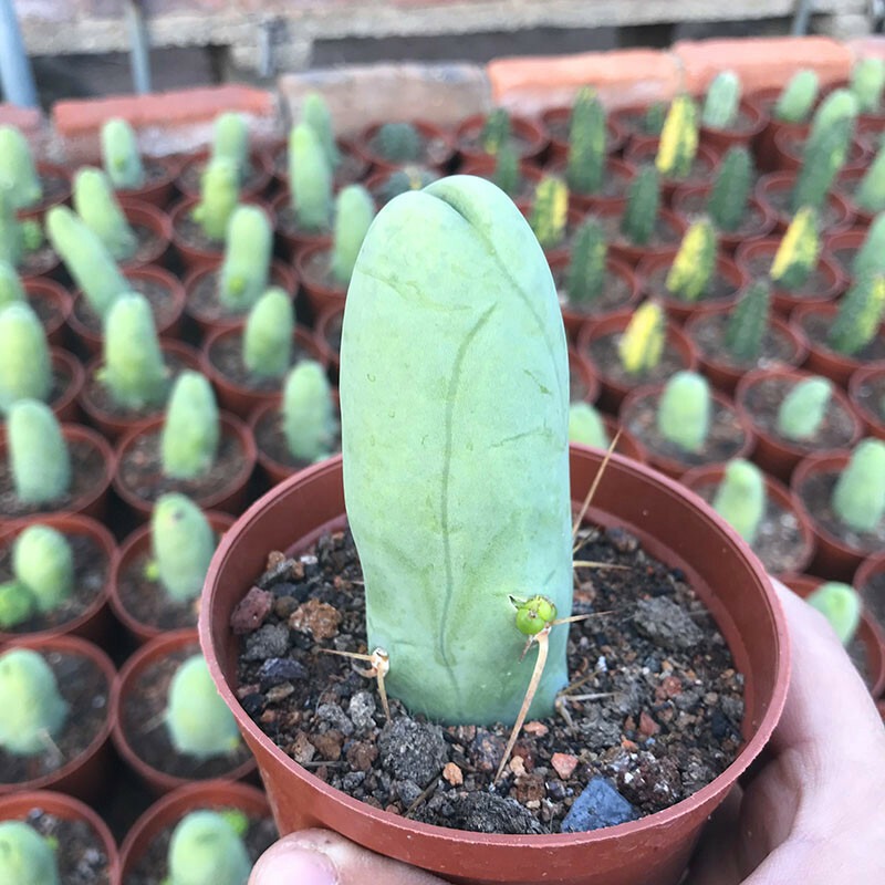 Eulychnia Castanea - Image 7