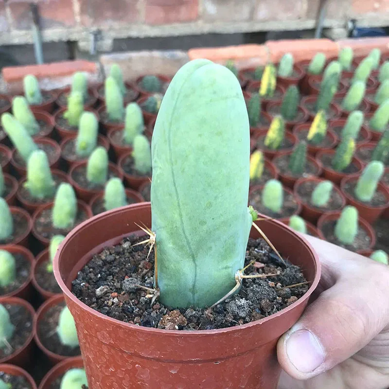 Eulychnia Castanea - Image 3