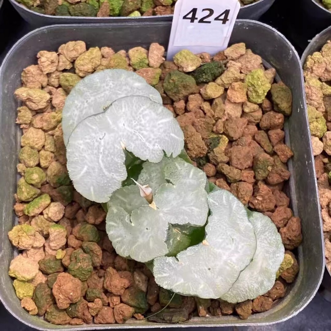 Haworthia Truncata White Bear