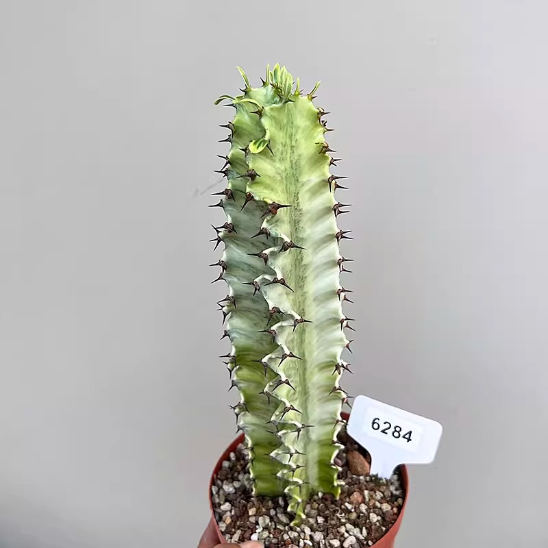 Euphorbia ammak f.variegata - Image 5