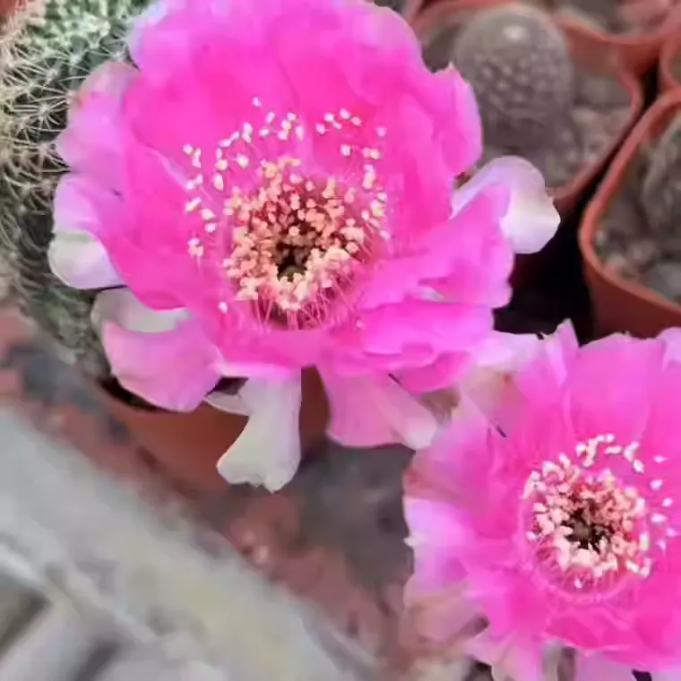 Frailea asterioides - Image 2