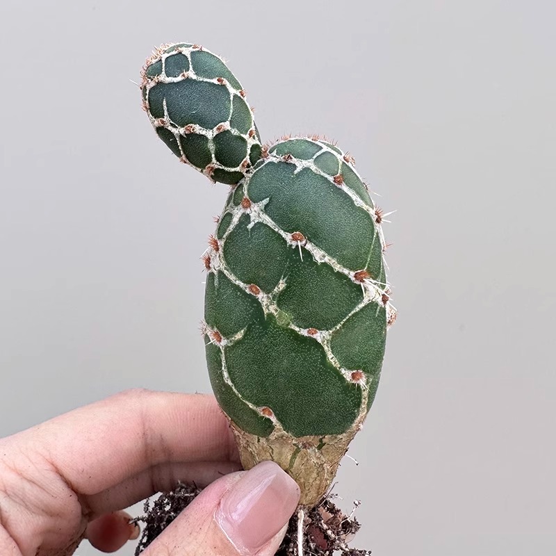 Opuntia zebrina