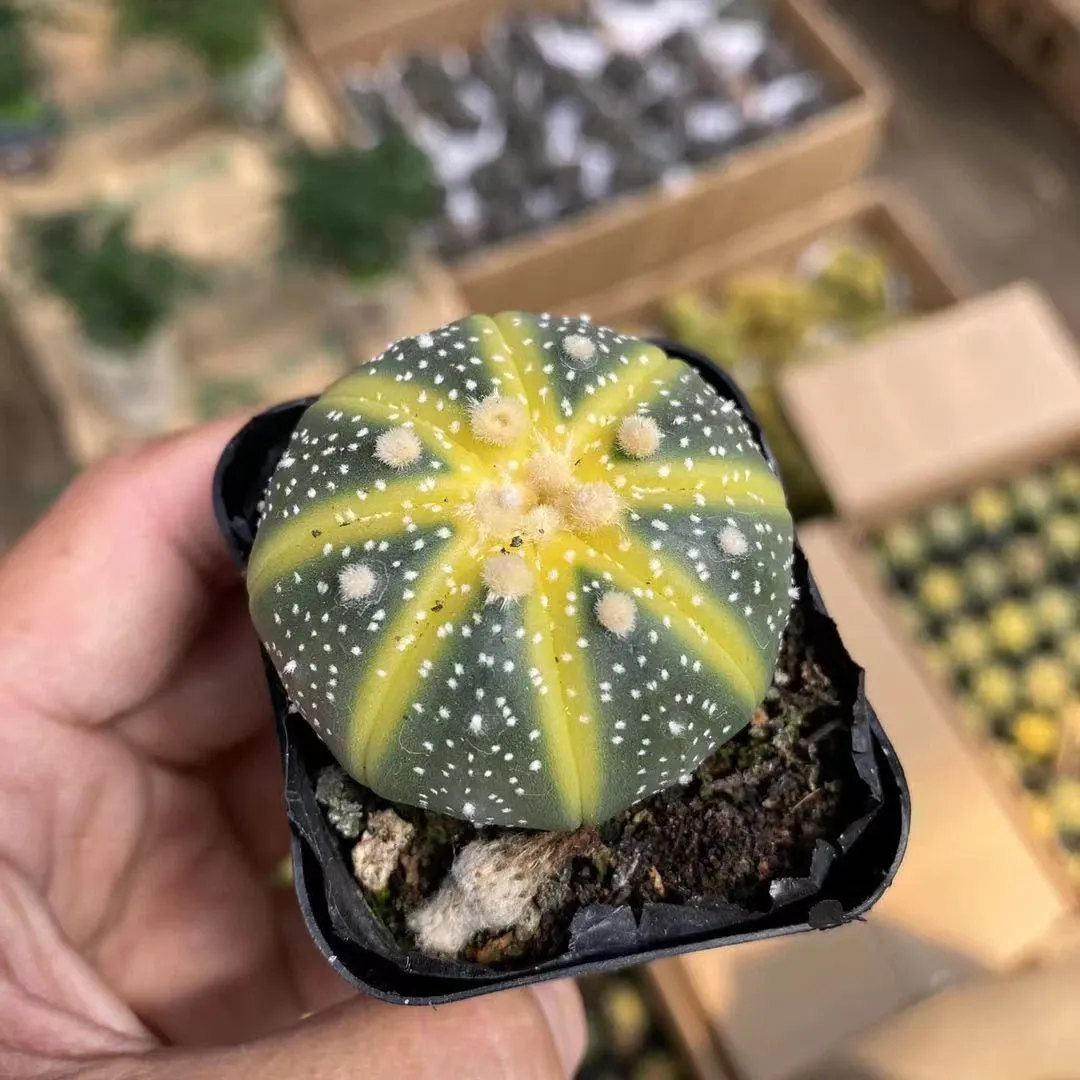 Astrophytum asterias Variegated