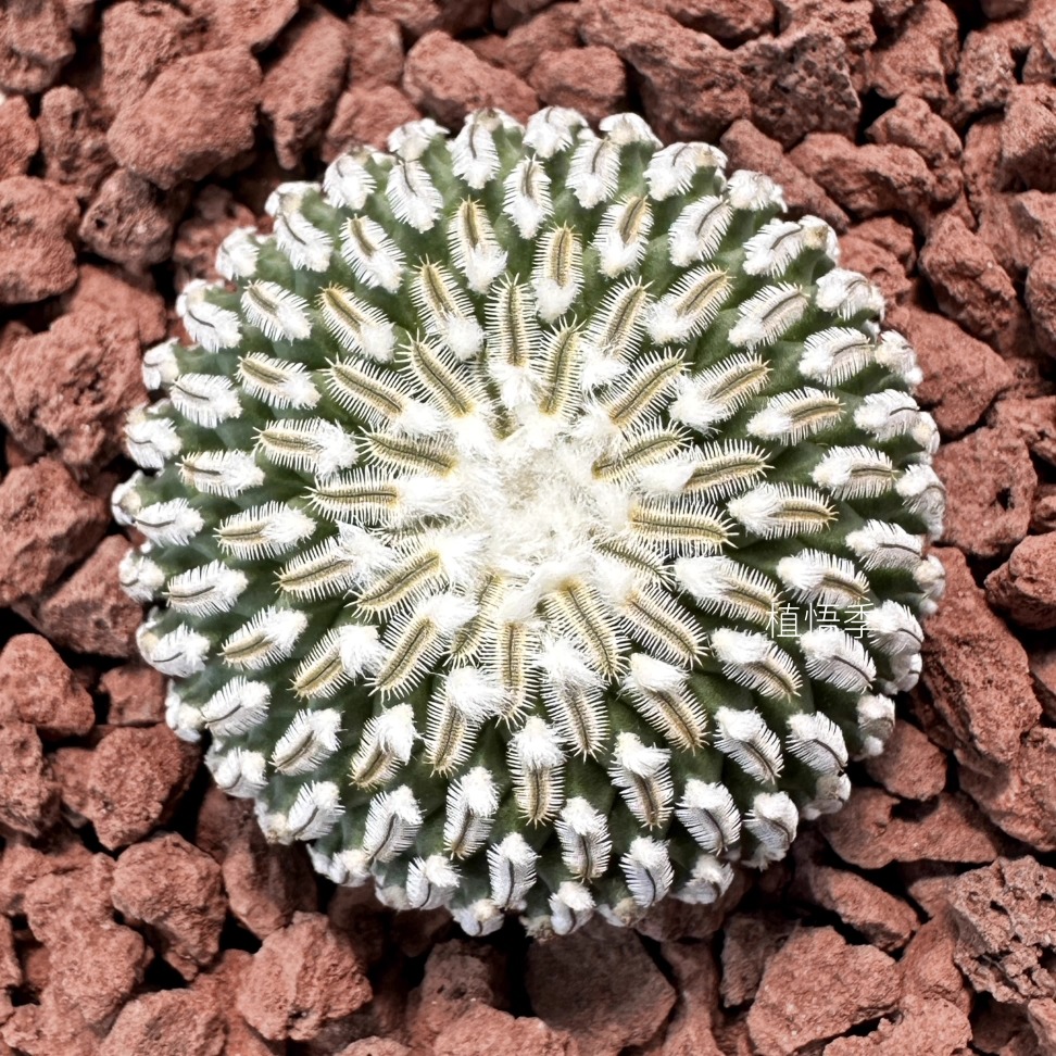 Pelecyphora aselliformis