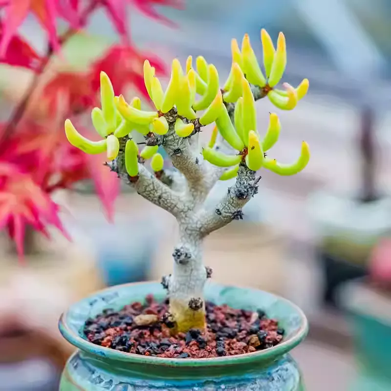 Tylecodon buchholzianus