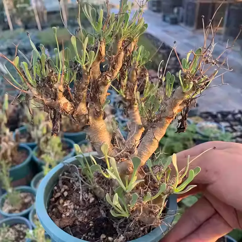 Othonna Euphorbioides