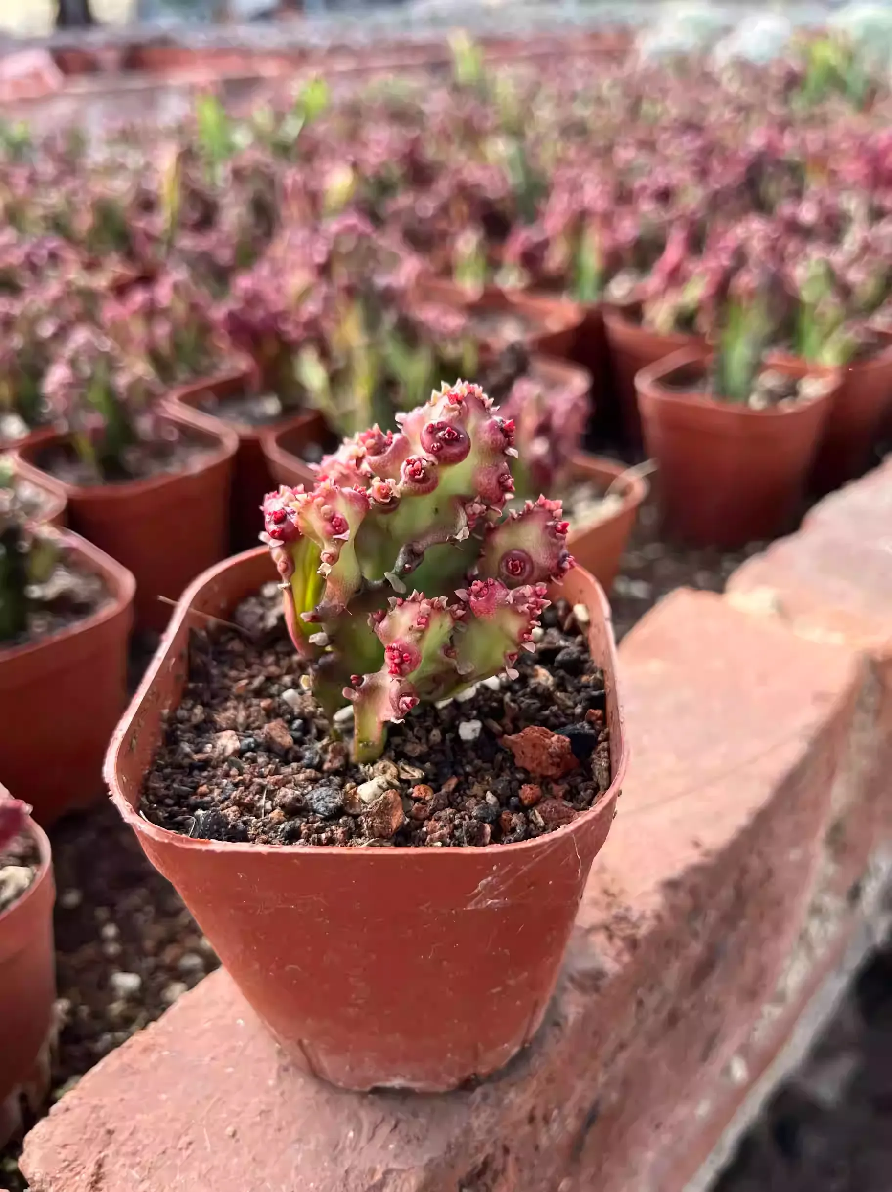 Euphorbia Trigona Rubra Hybrid