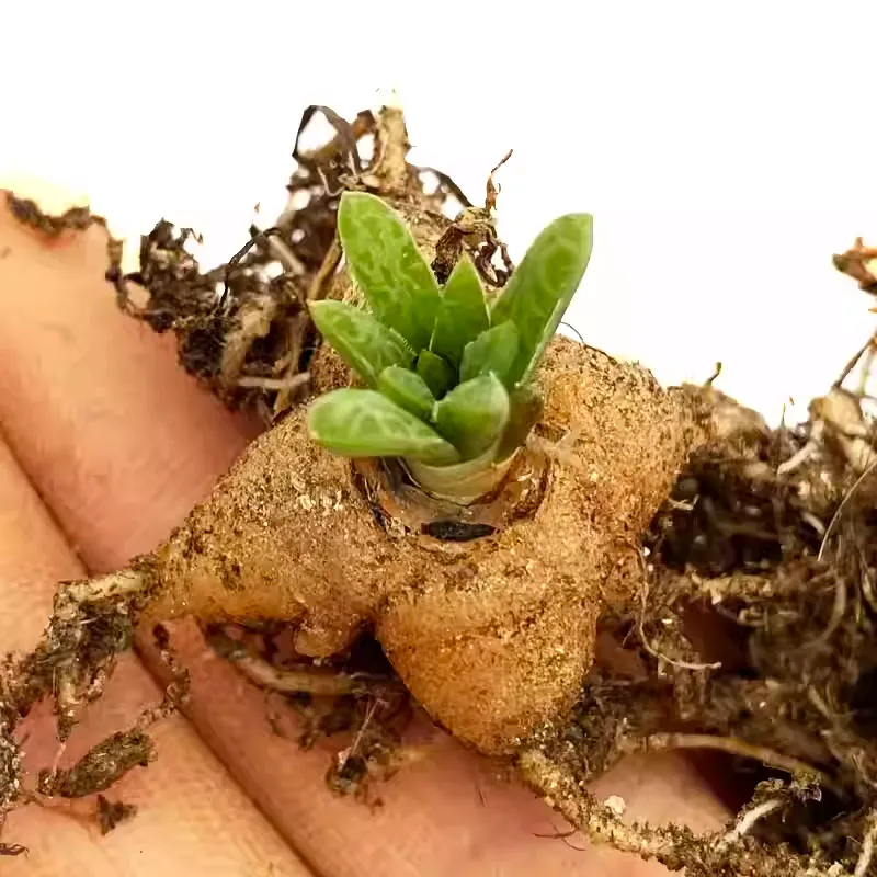 Bulbine Haworthioides