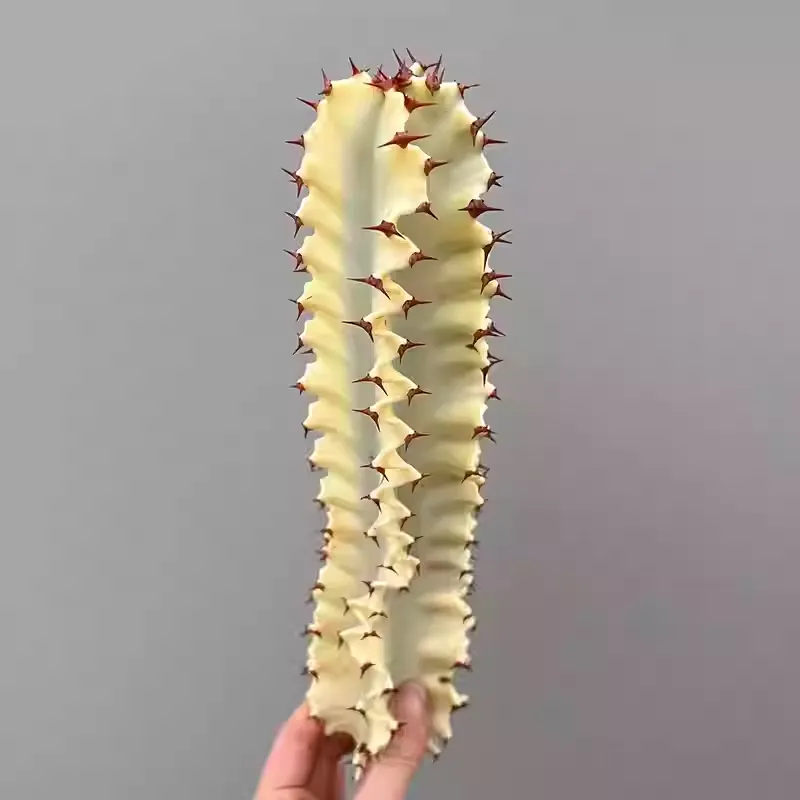 Euphorbia ammak f.variegata - Image 2