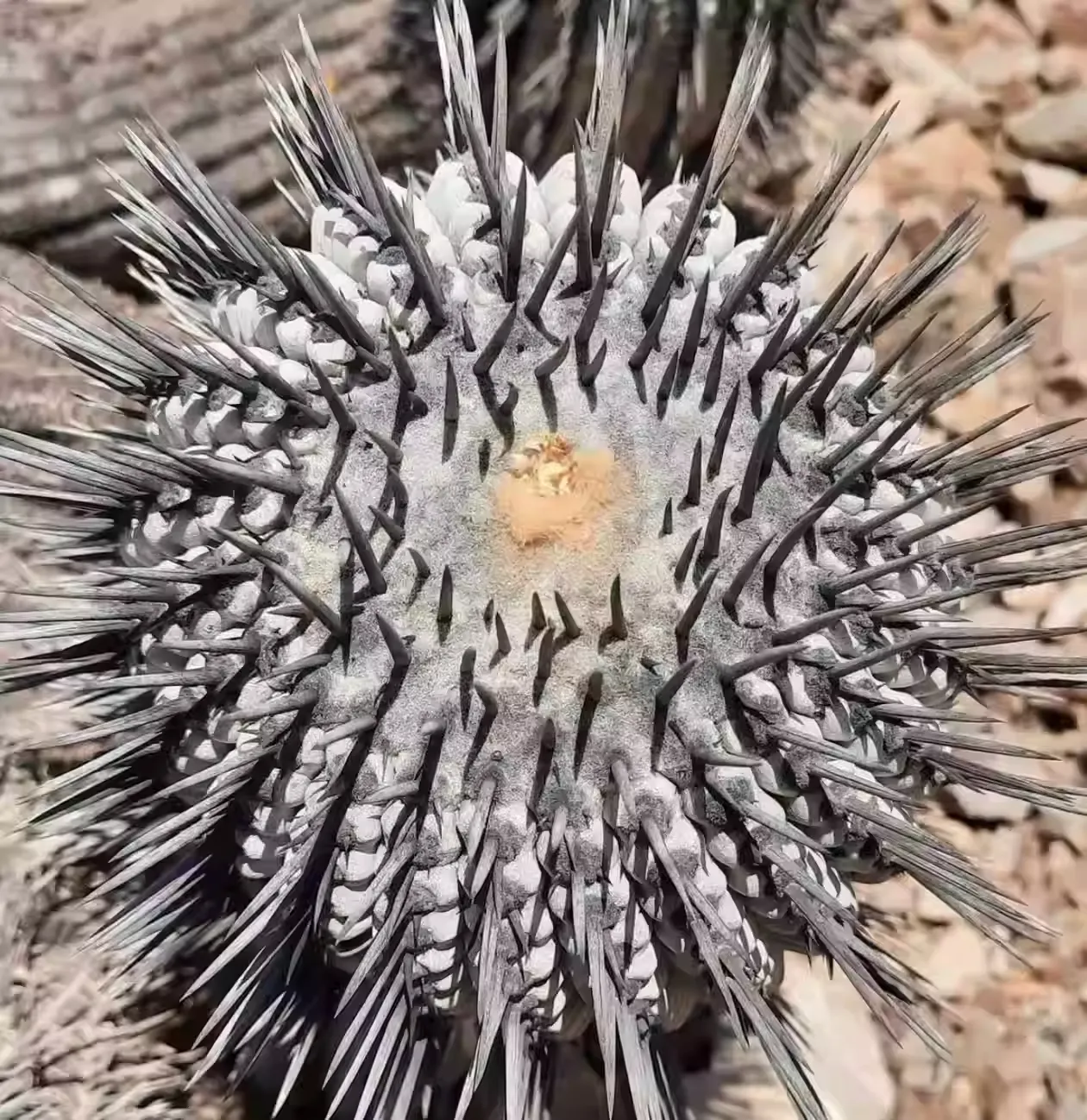 Copiapoa montana