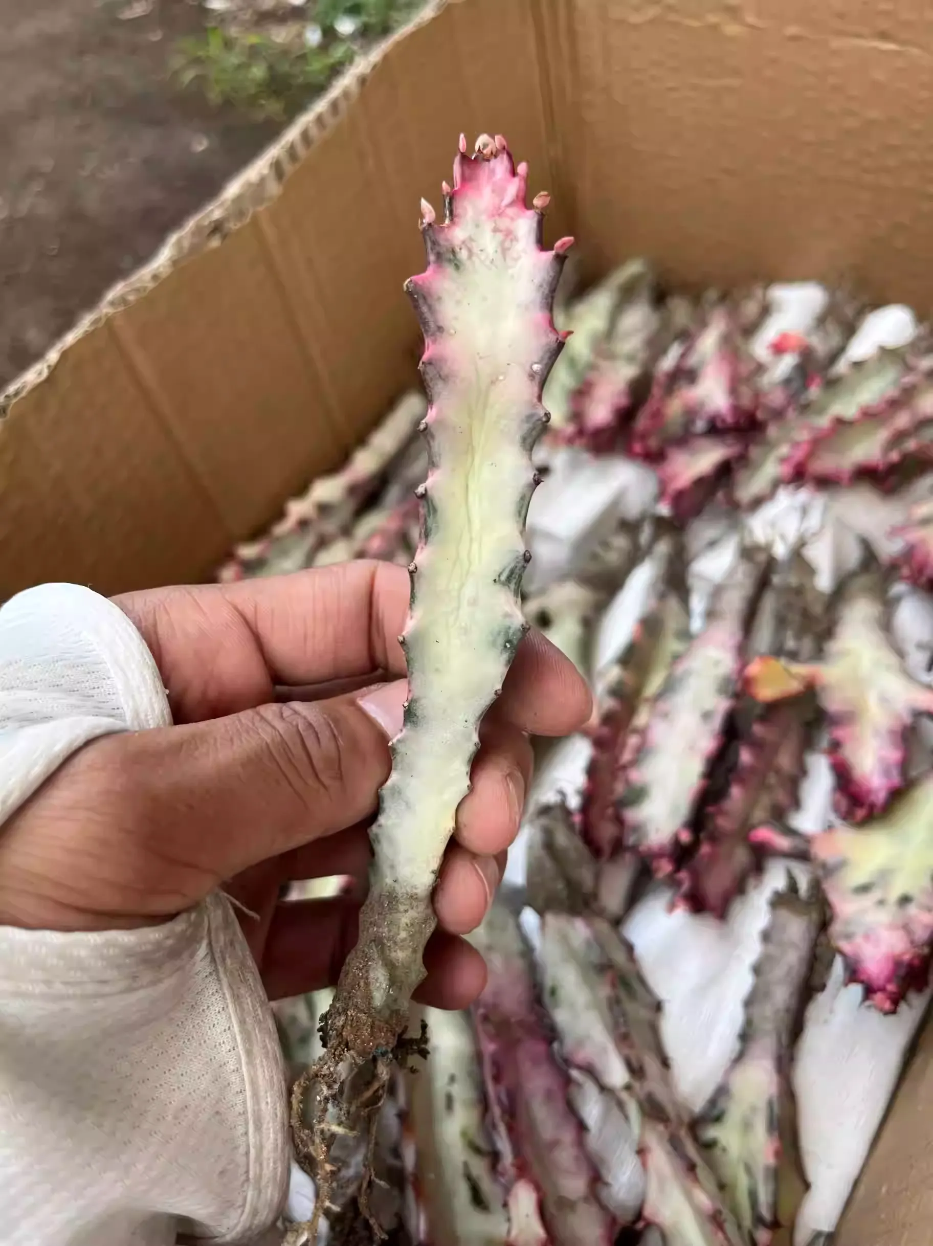 Euphorbia Trigona Red - Image 2