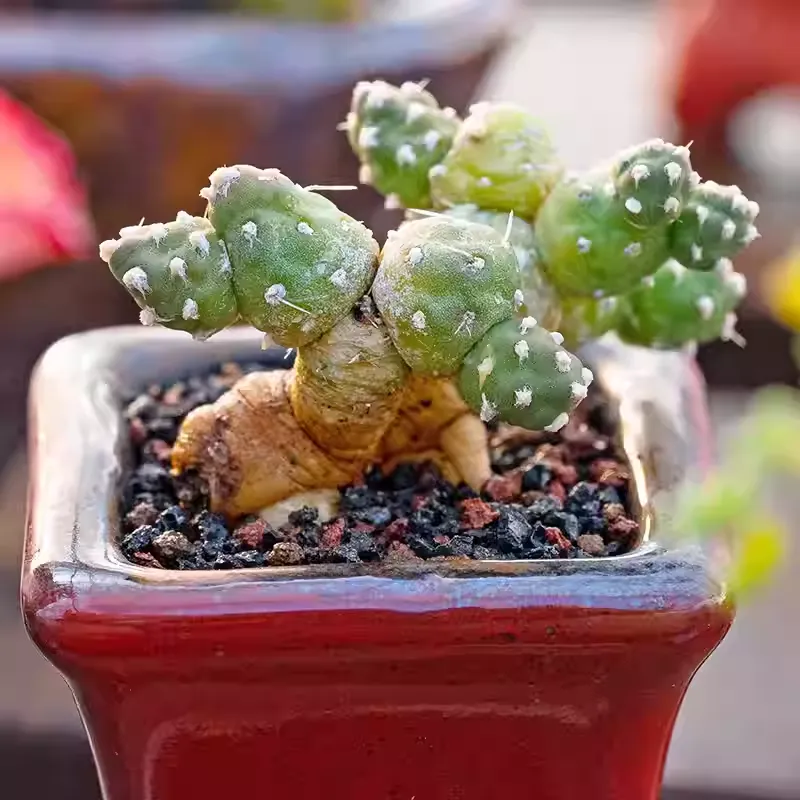 Tephrocactus rossianus
