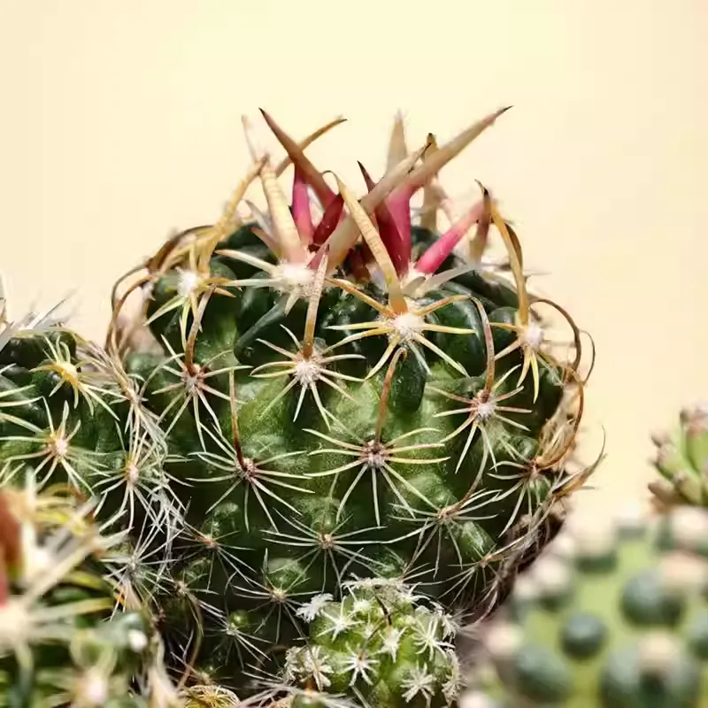Stenocactus phyllacanthus