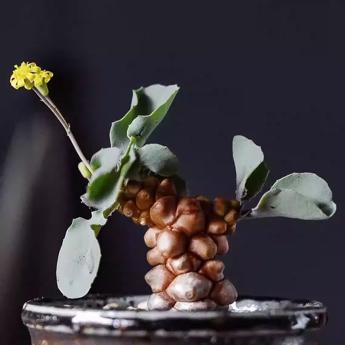 Othonna herrei - Image 2