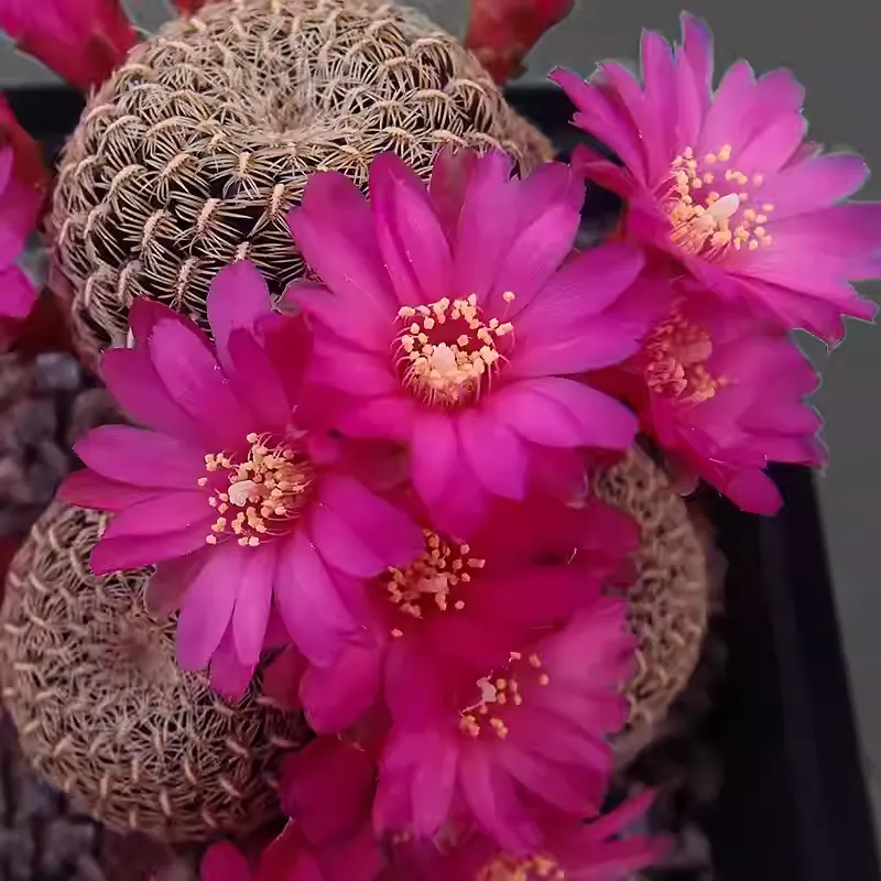 Sulcorebutia augustinii