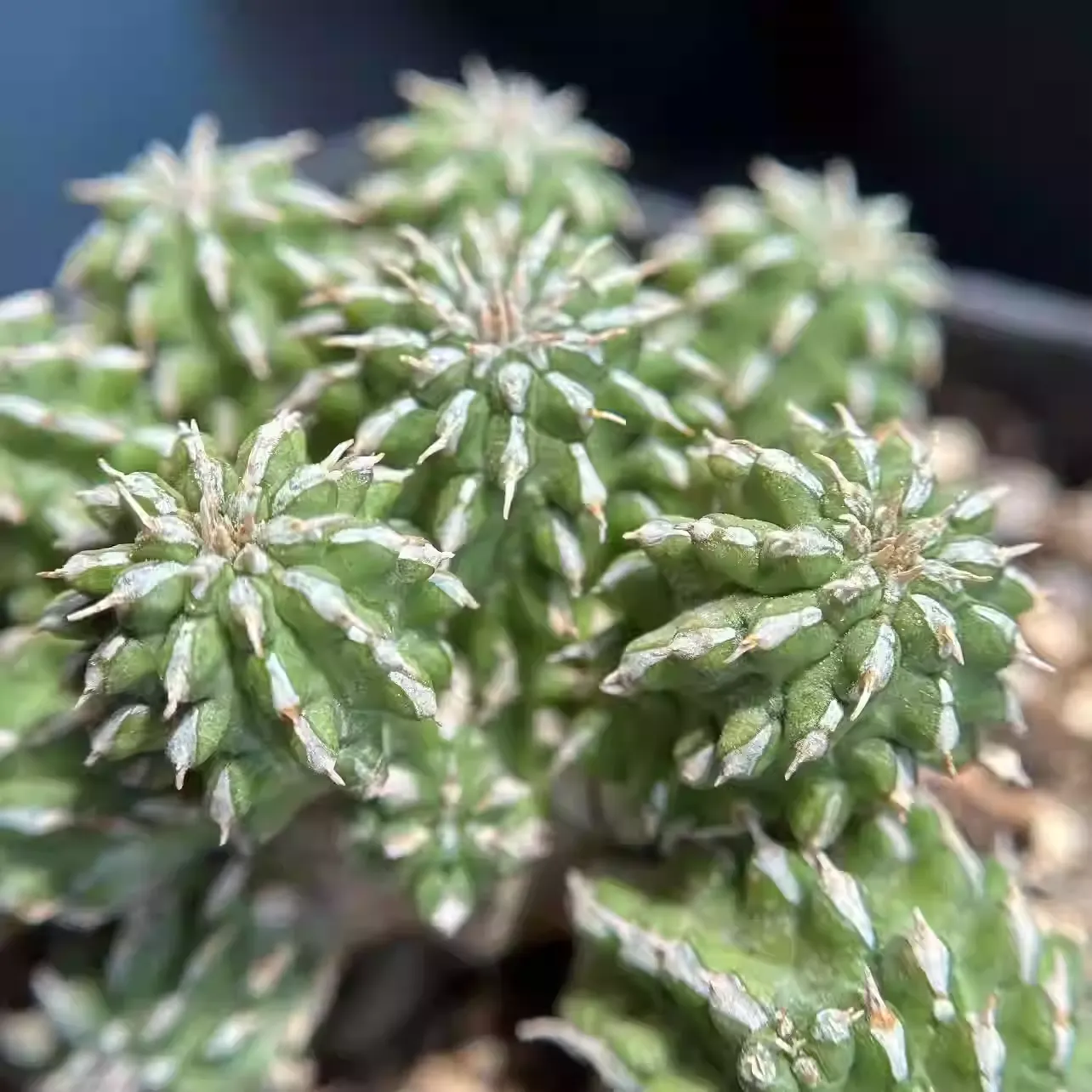 Euphorbia amygdalina