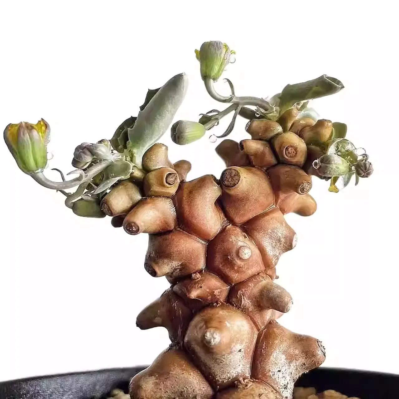 Othonna herrei - Image 4