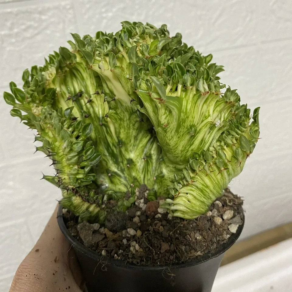 Euphorbia Neriifolia var. Cristata