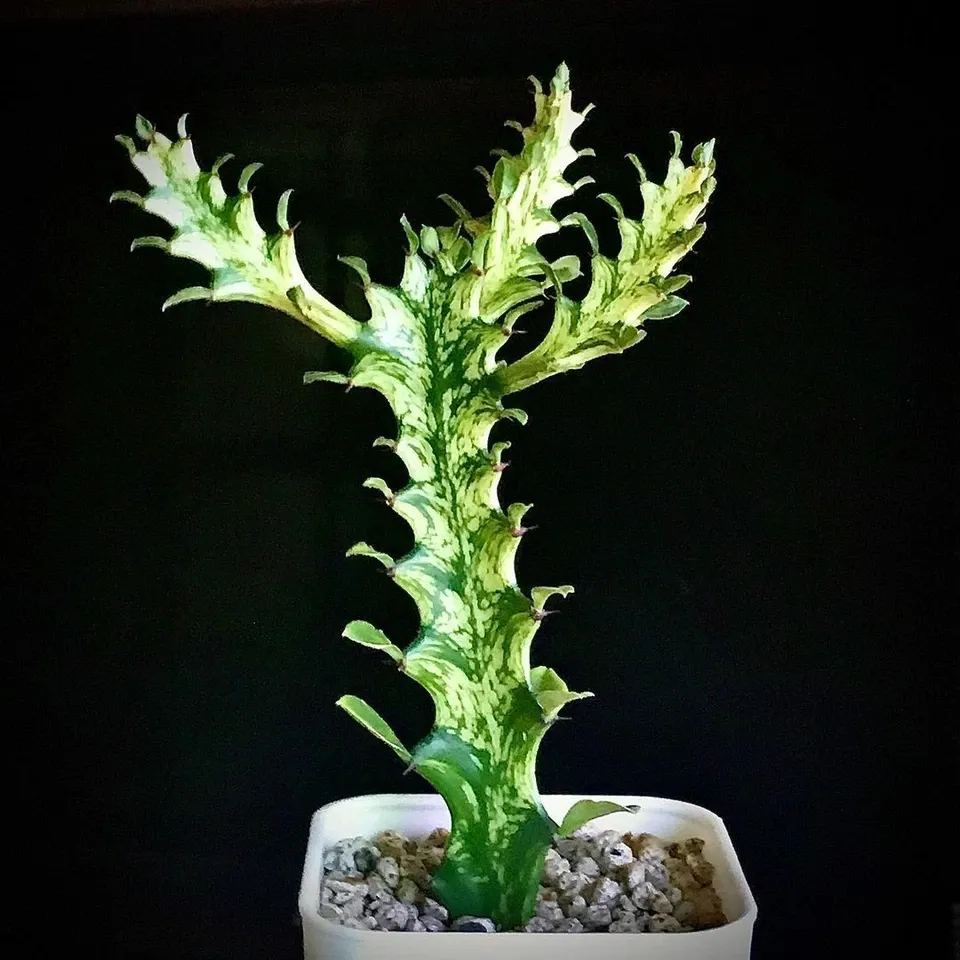 Euphorbia Trigona Variegata