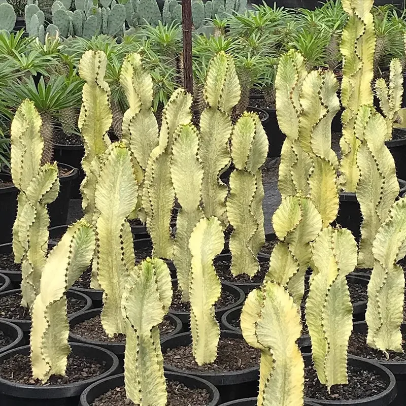 Euphorbia ammak f.variegata - Image 4