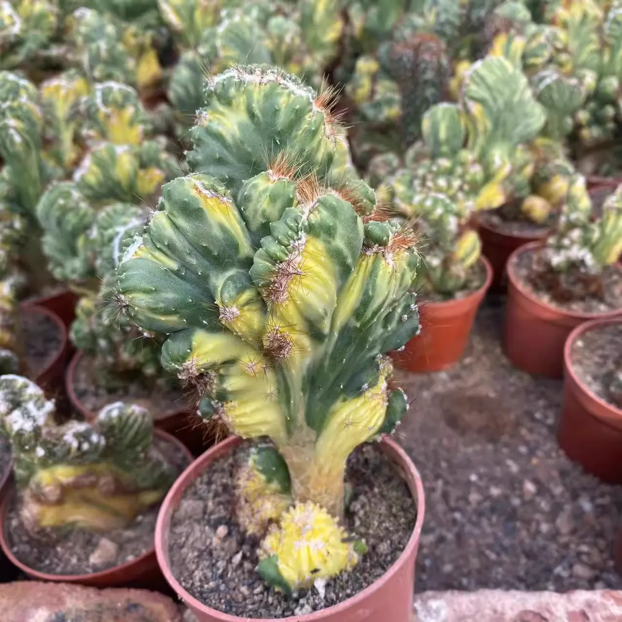 12CM Succulent Cactus Plant Cereus Menst Variegated Cactaceae Home Garden Plant