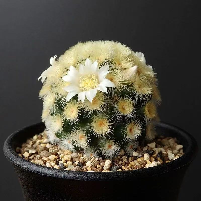 Mammillaria carmenae
