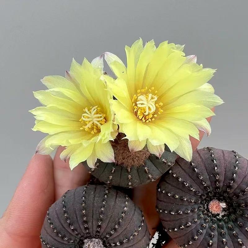 Frailea asterioides - Image 3