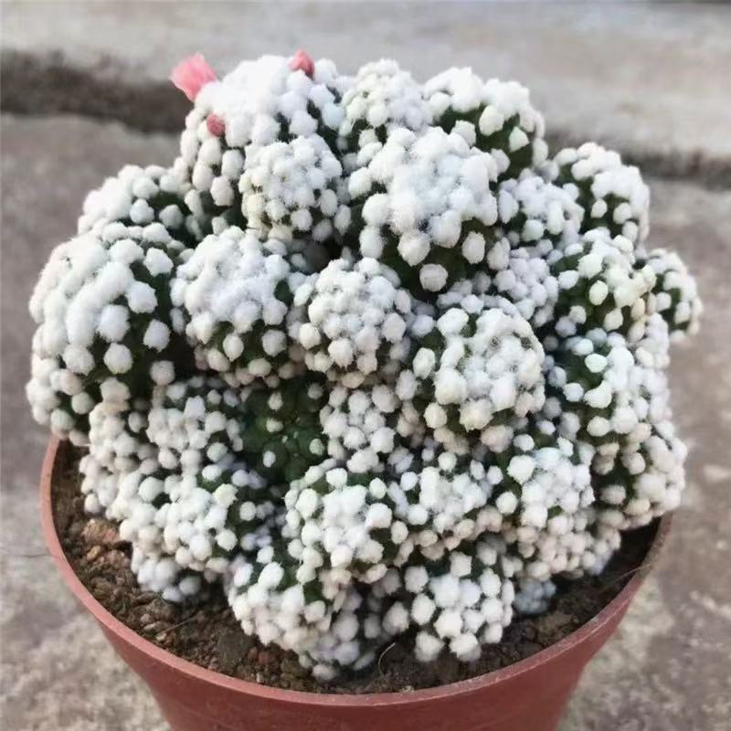 Mammillaria Gracilis Cv.Arizona